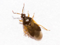 Orius vicinus